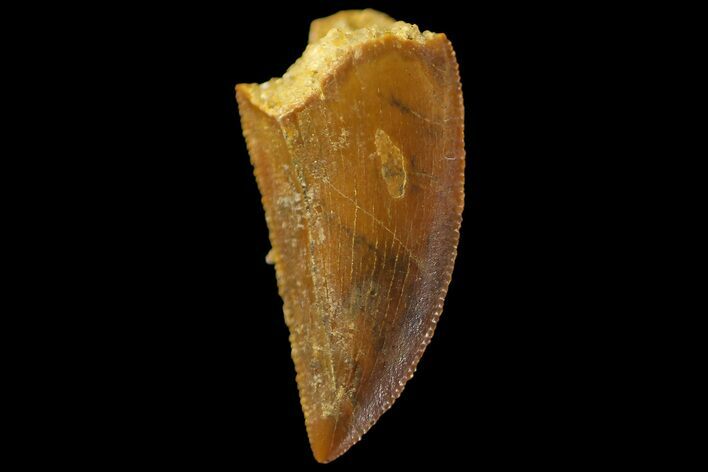 Serrated, Raptor Tooth - Real Dinosaur Tooth #179627